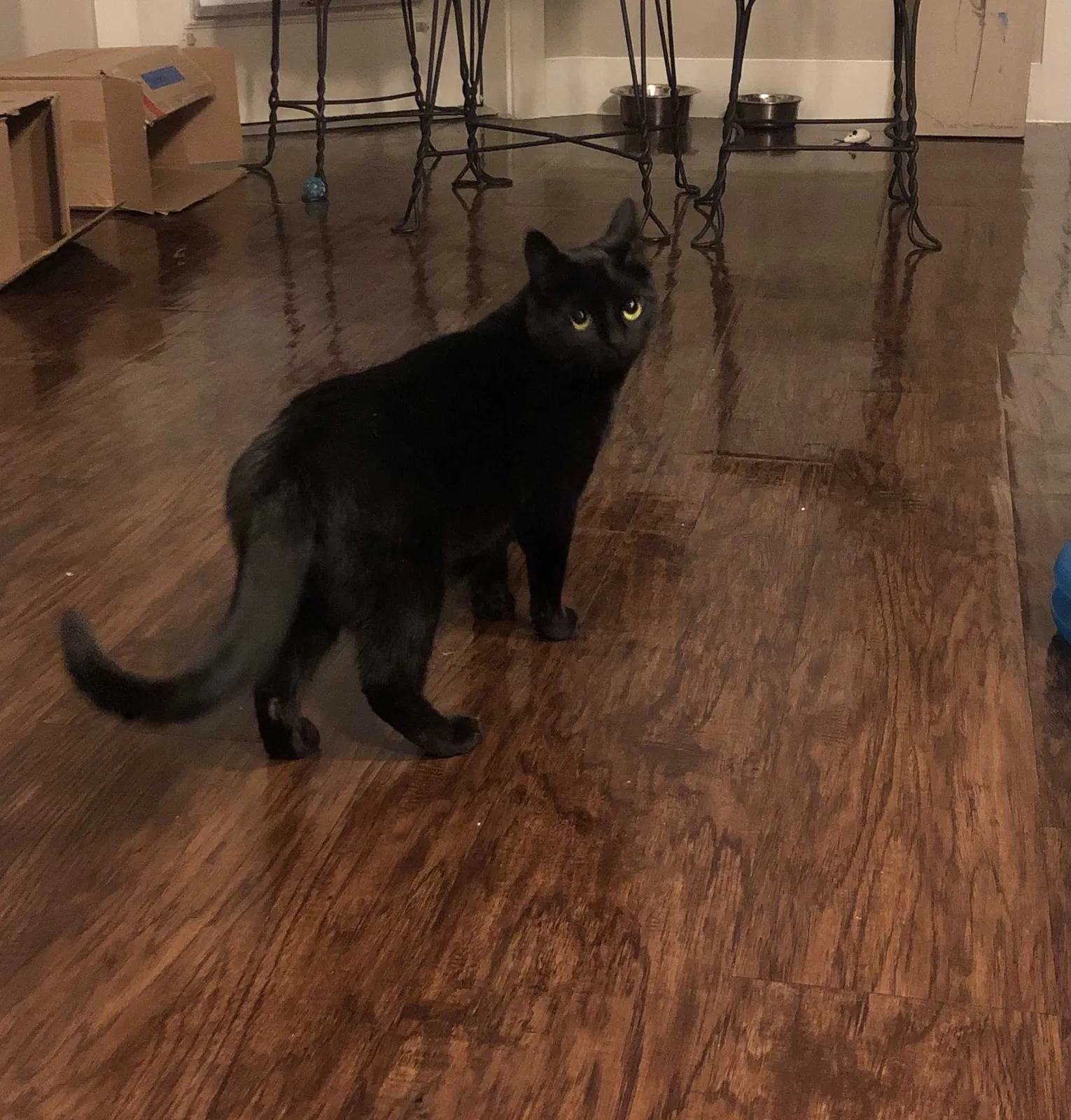 Lost cat in Broomfield, CO, 80021