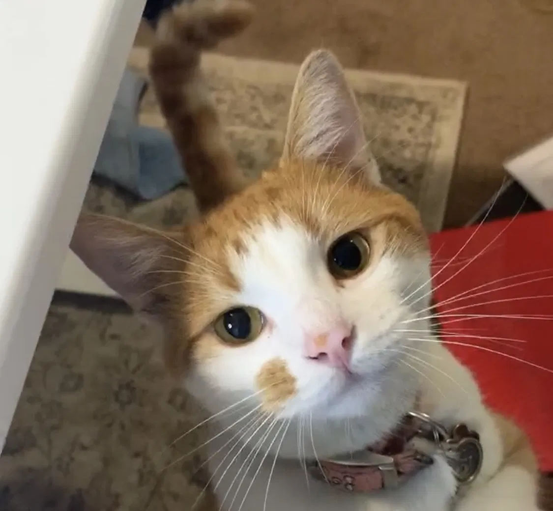 Lost cat in Tulsa, OK, 74112