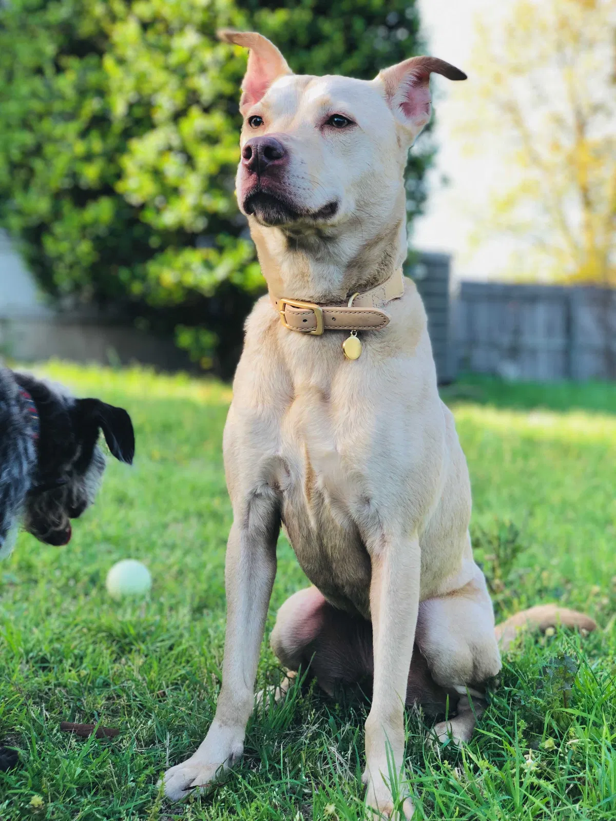 Lost dog in Georgetown, TX, 78626