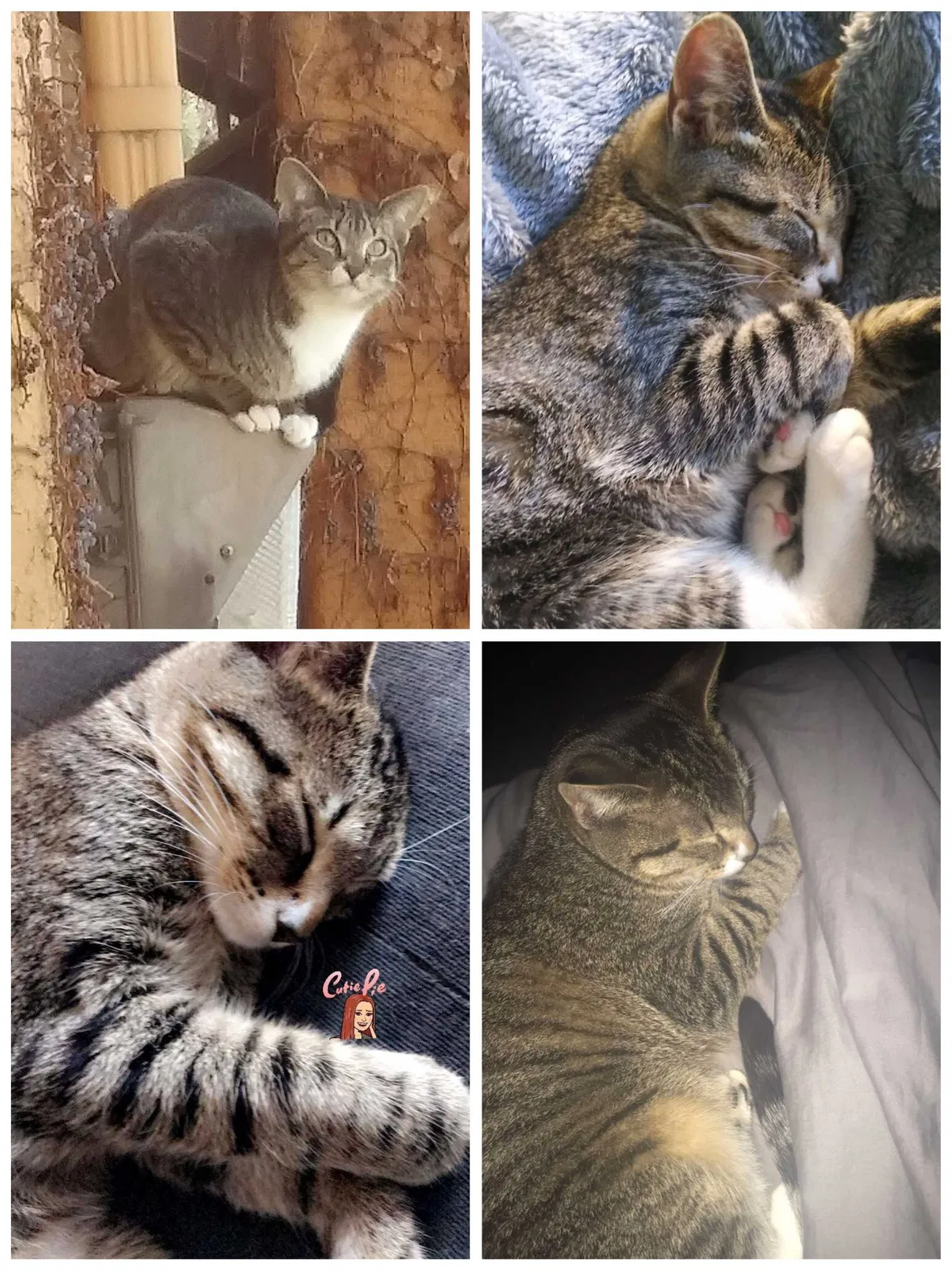 Lost cat in Albuquerque, NM, 87114