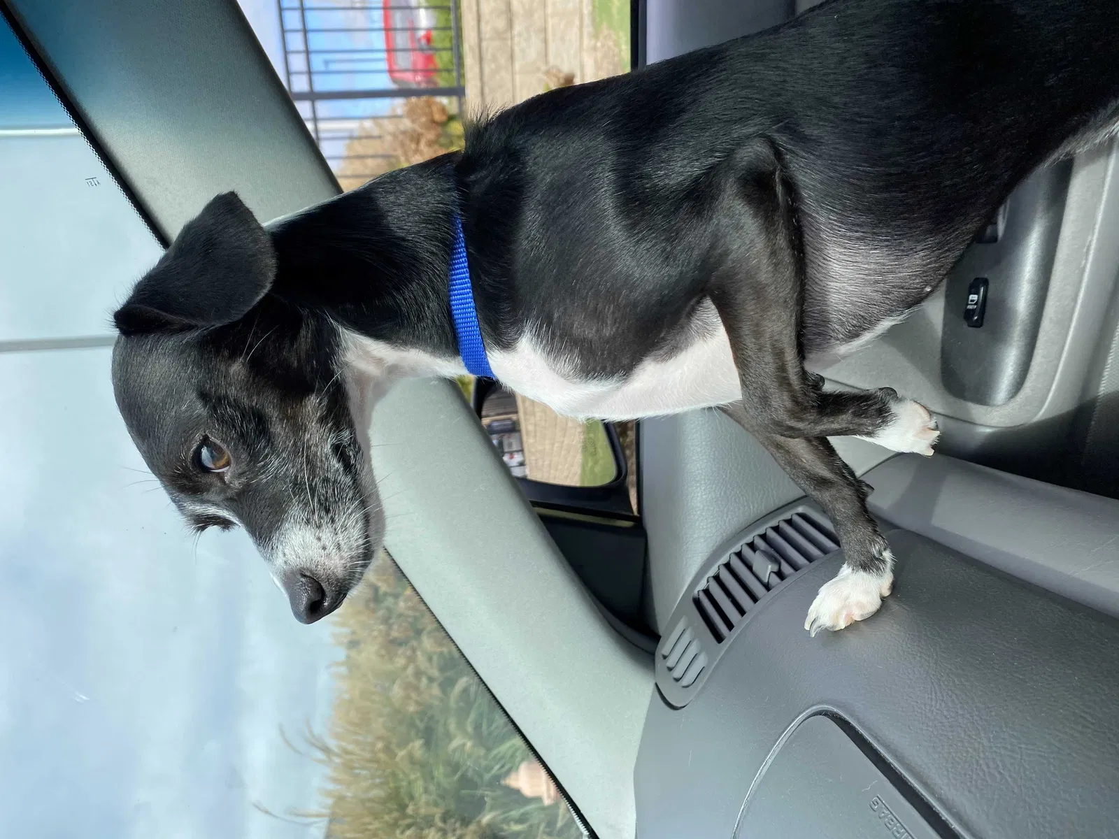 Lost dog in Antioch, TN, 37013