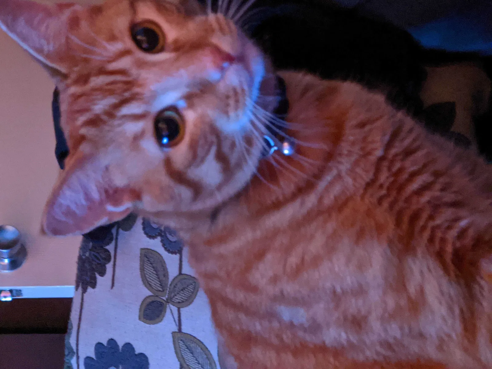 Lost cat in Converse, TX, 78109