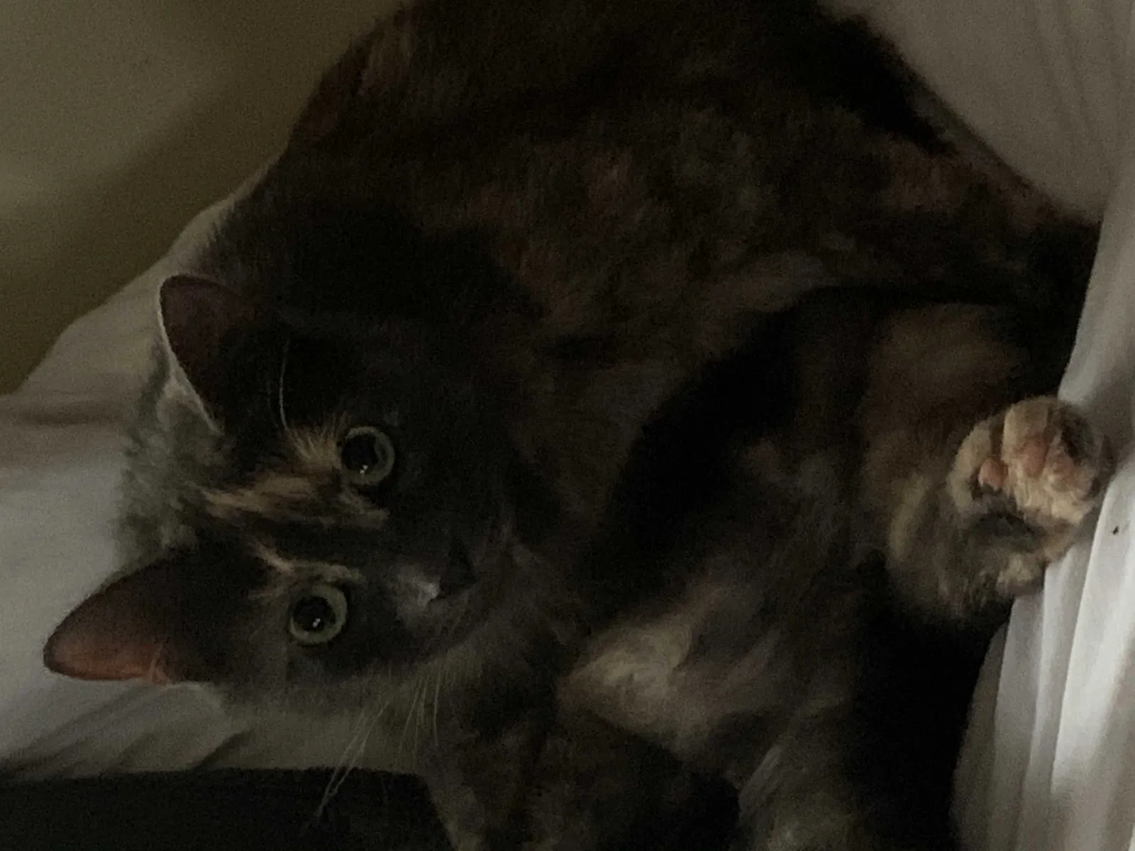 Lost cat in Richmond, VA, 23237
