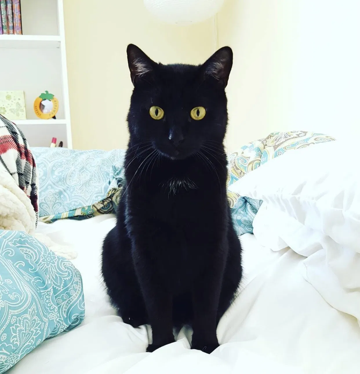 Lost cat in Pelham, AL, 35124