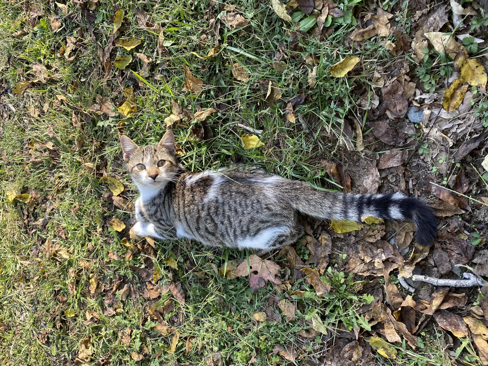Lost cat in Stoneville, NC, 27048