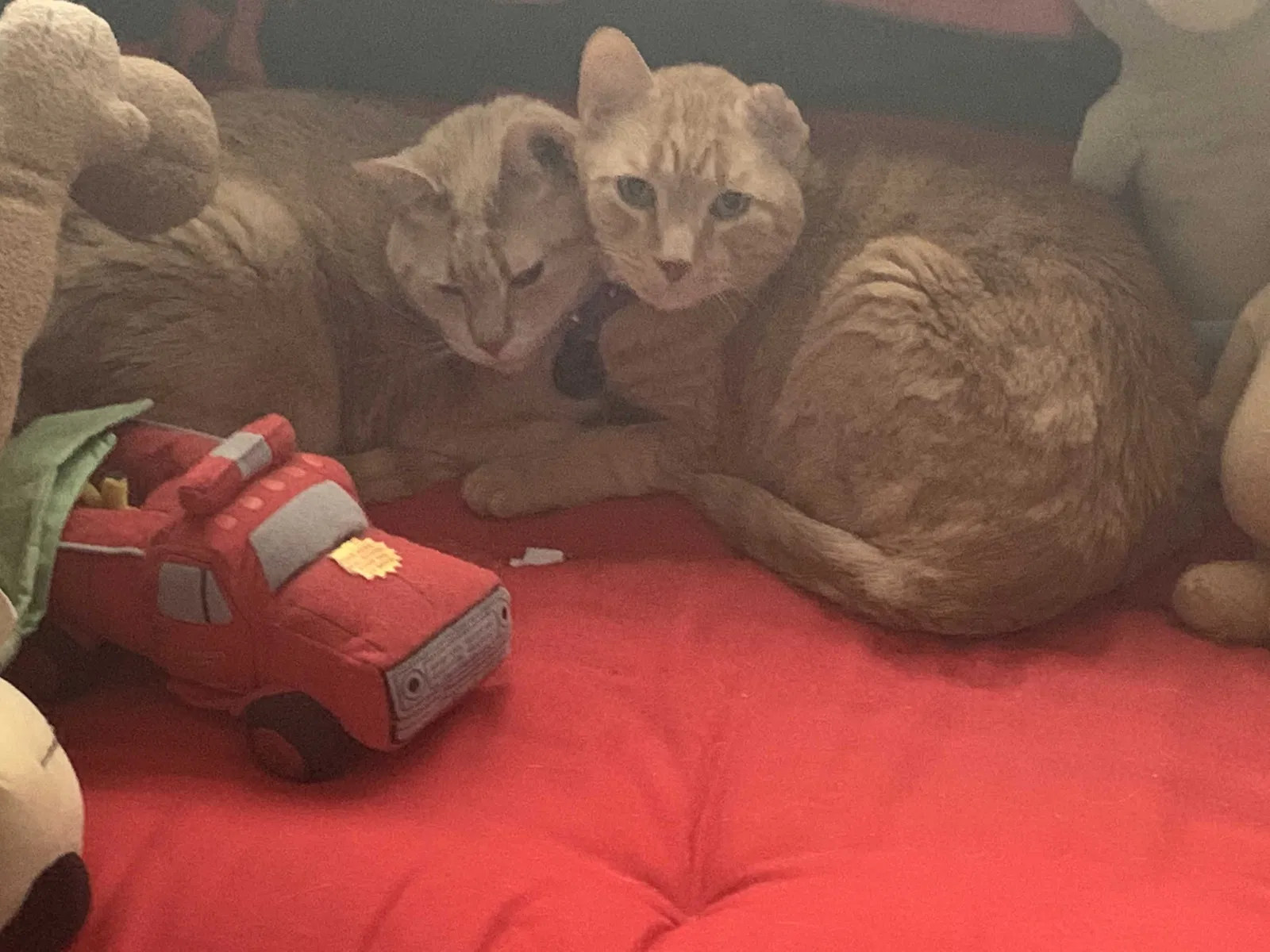 Lost cat in Macomb, MI, 48042