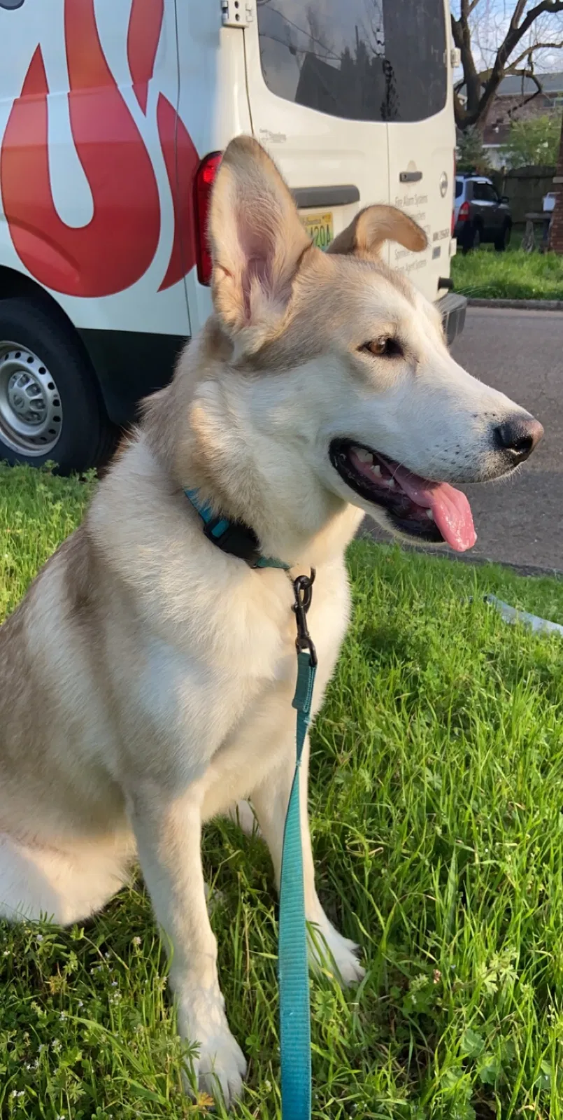 Lost dog in Birmingham, AL, 35205