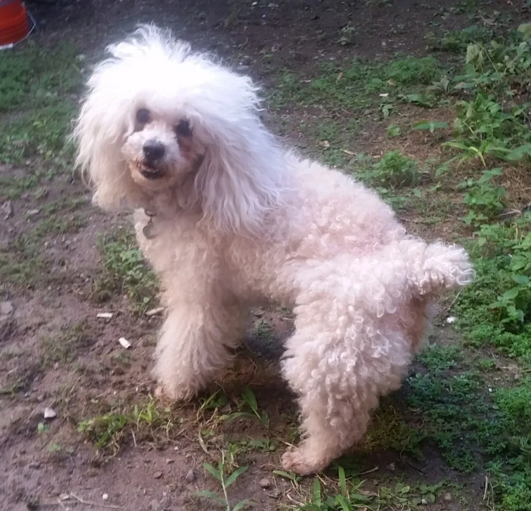 Lost dog in New Orleans, LA, 70114
