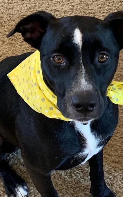 Lost dog in Richmond, OH, 43944