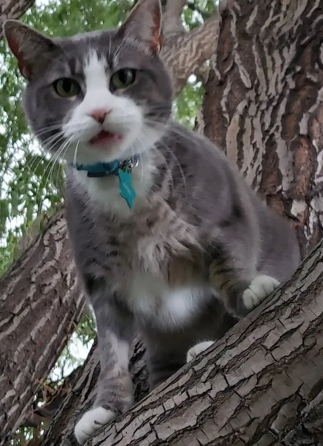 Lost cat in Wichita, KS, 67219