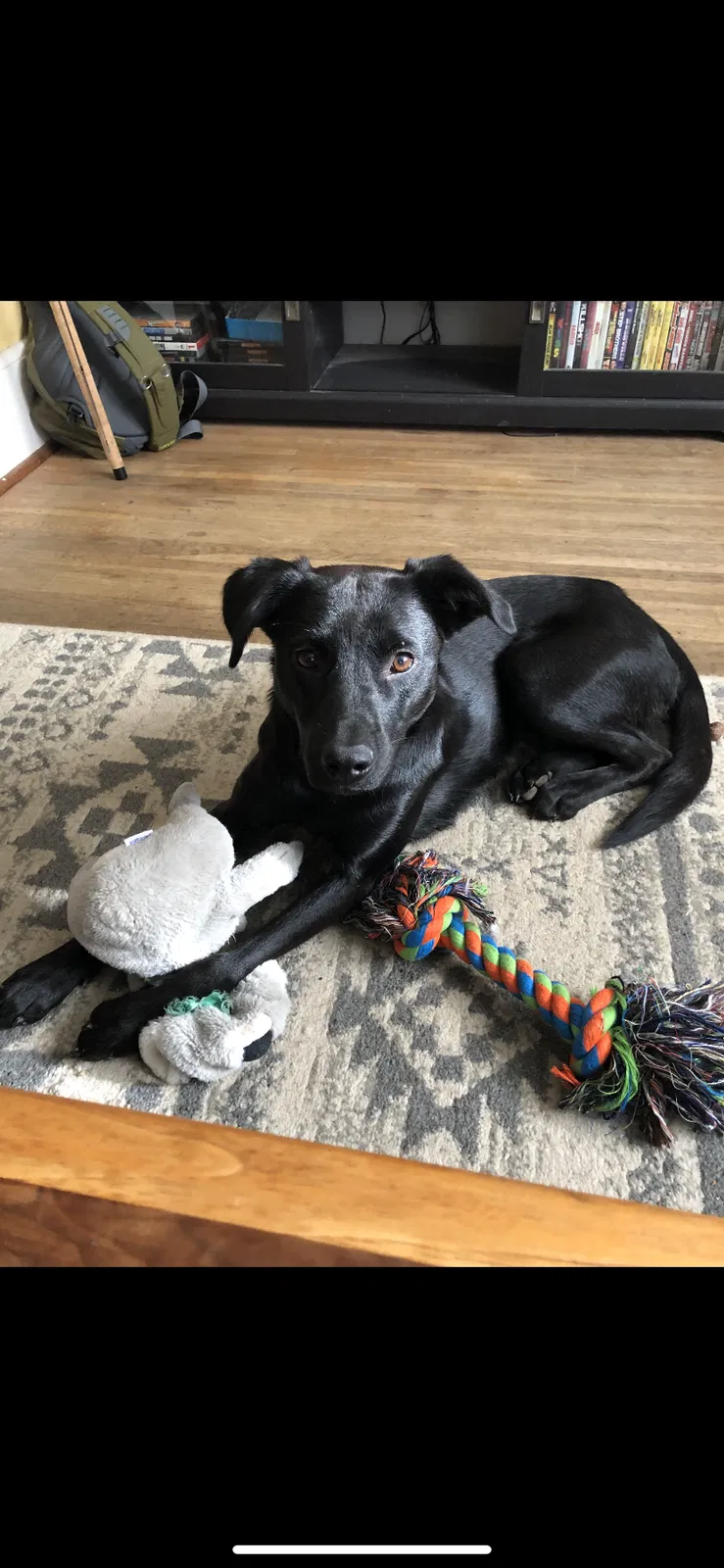 Lost dog in Rochester, NY, 14620