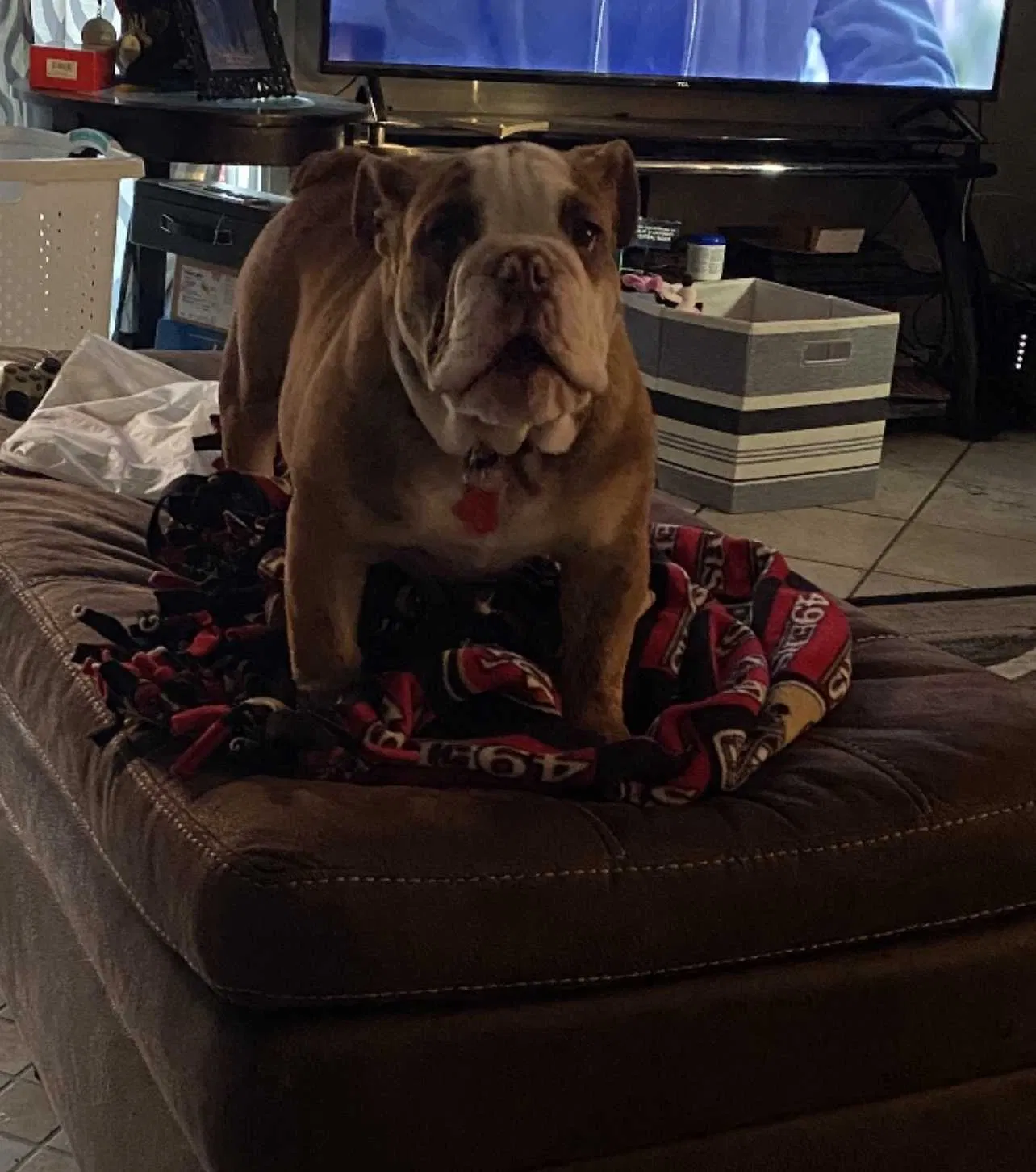 Lost dog in Fresno, CA, 93727
