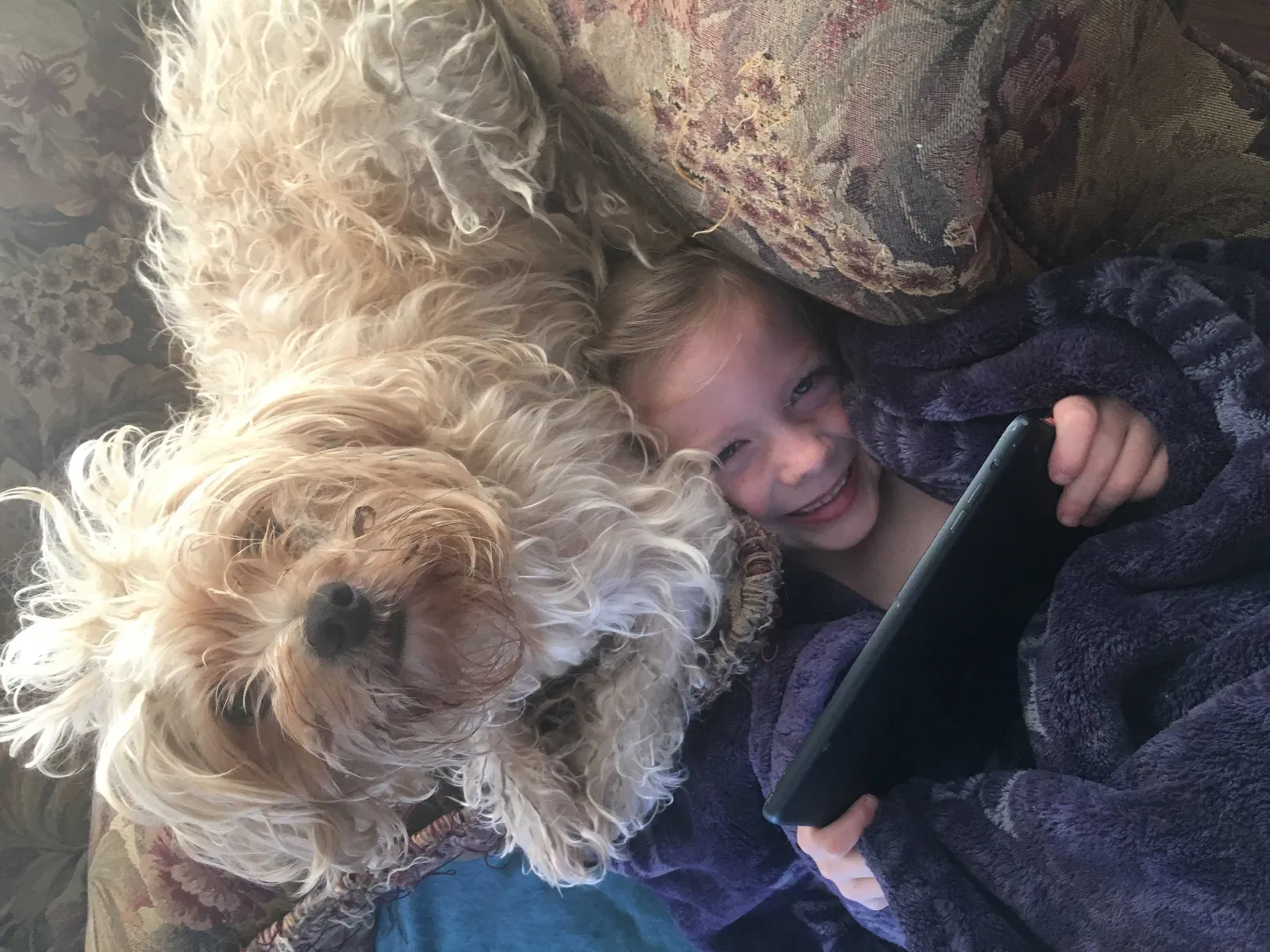 Lost dog in Selma, CA, 93662