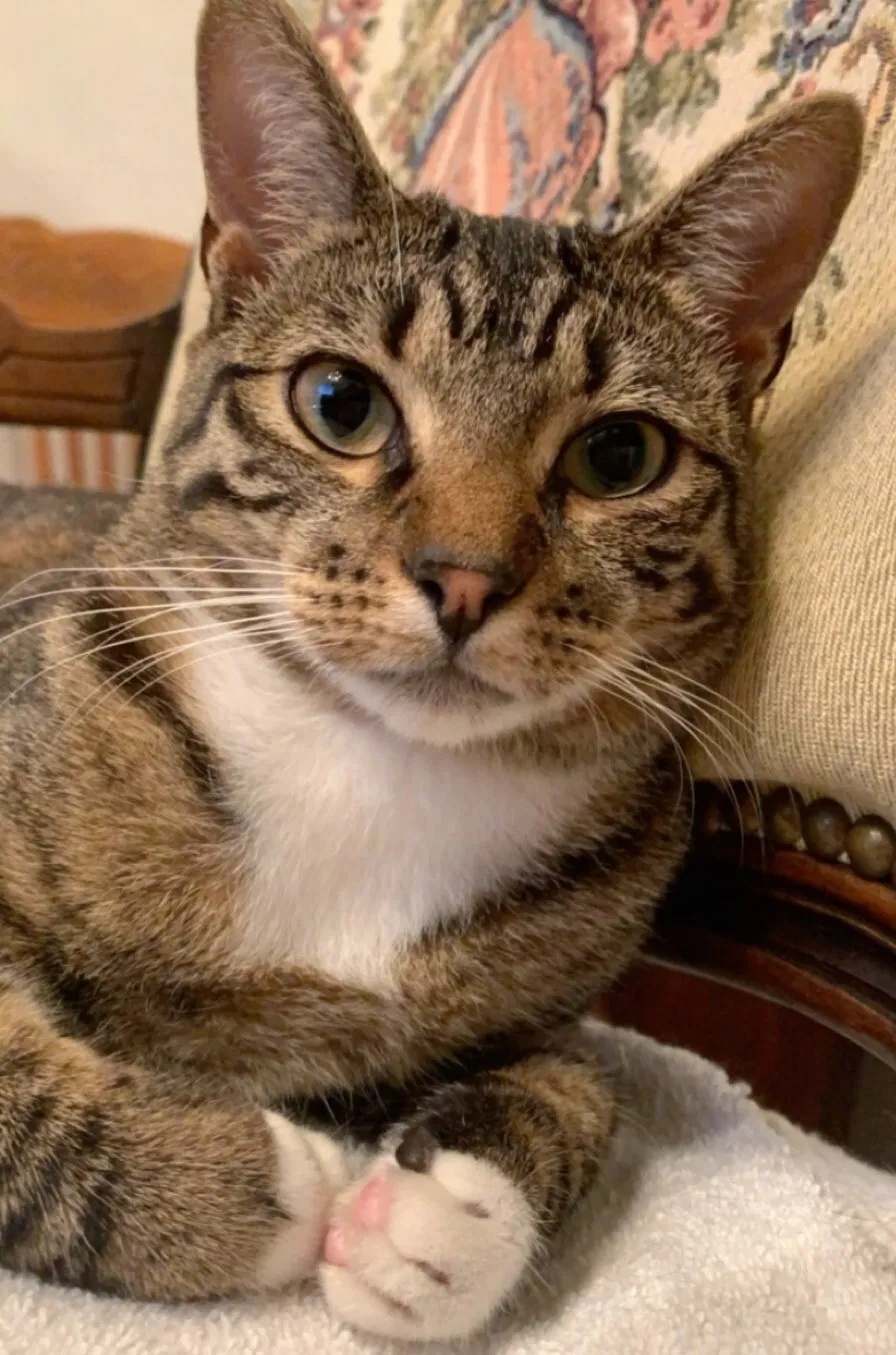 Lost cat in Austin, TX, 78748