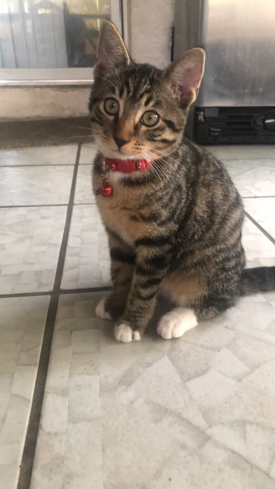 Lost cat in Fort Myers, FL, 33905