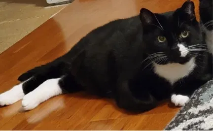 Lost cat in Duluth, GA, 30096