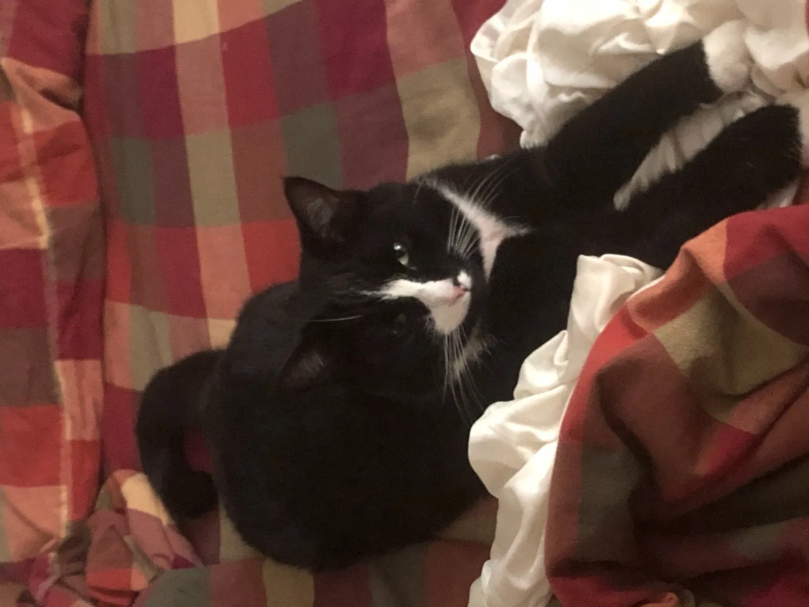 Lost cat in Pittsburgh, PA, 15216