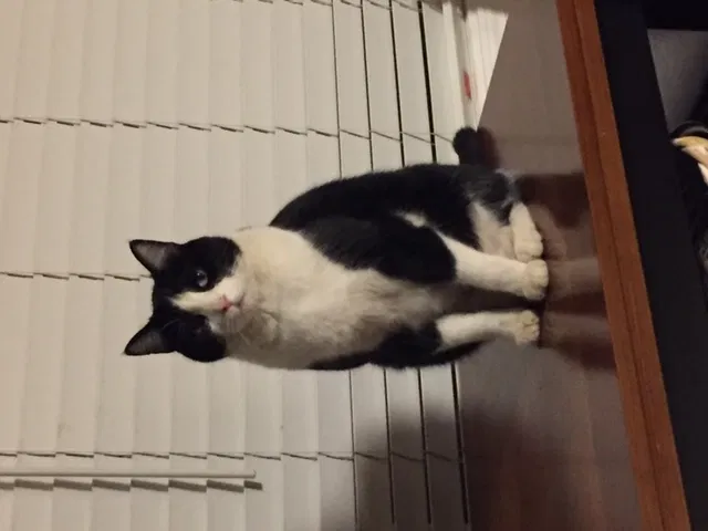 Lost cat in Sacramento, CA, 95818