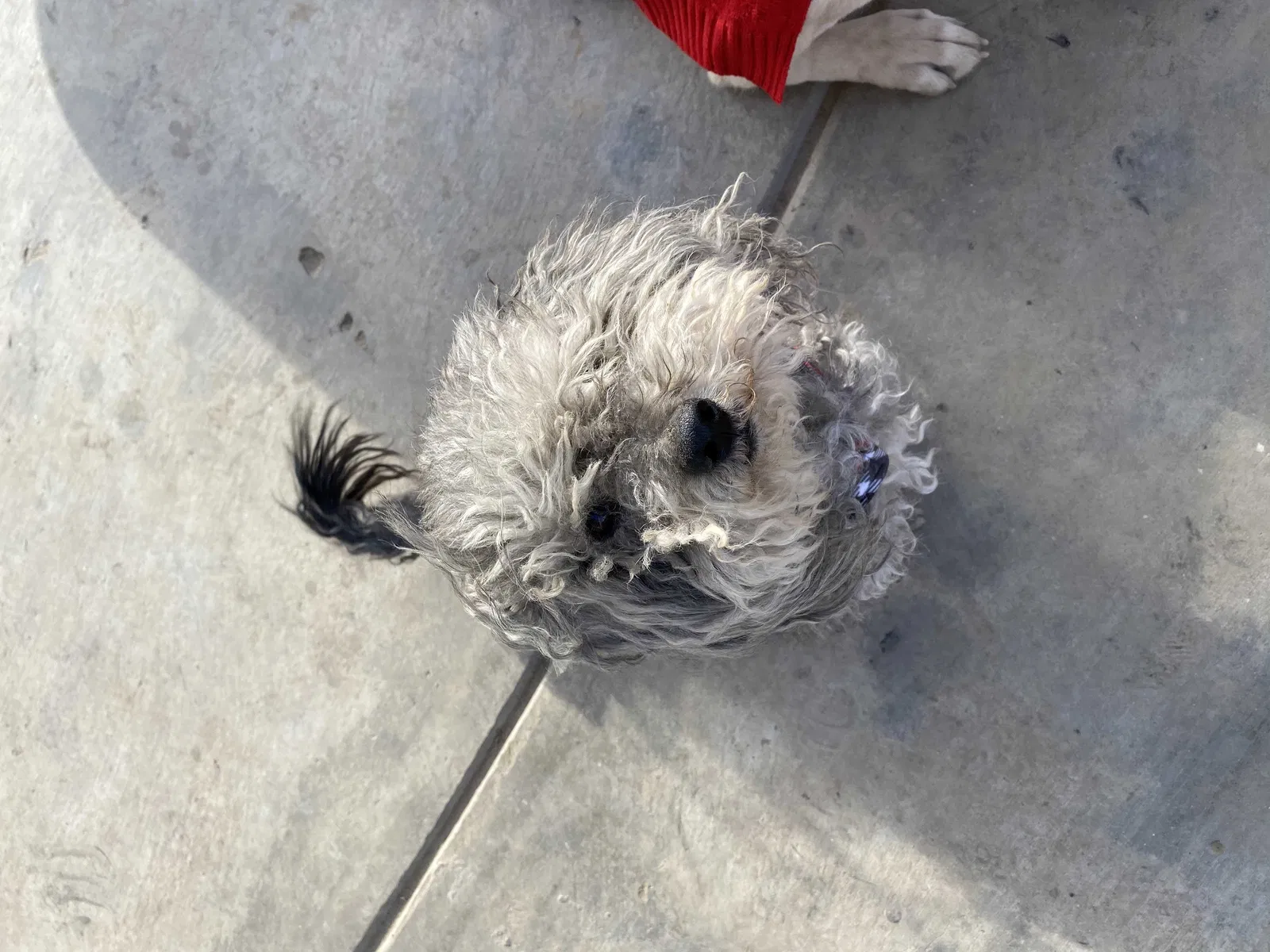 Lost dog in Bakersfield, CA, 93311