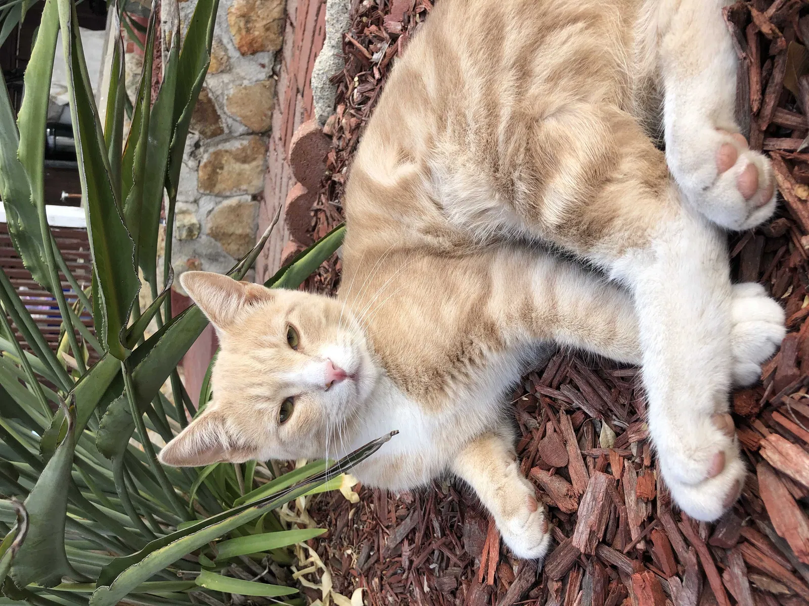 Lost cat in Spring Valley, CA, 91977