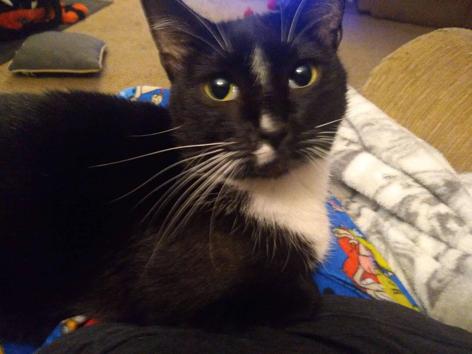 Lost cat in Huntsville, AL, 35802