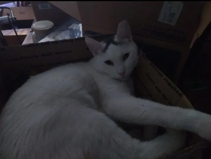 Lost cat in Fontana, CA, 92336