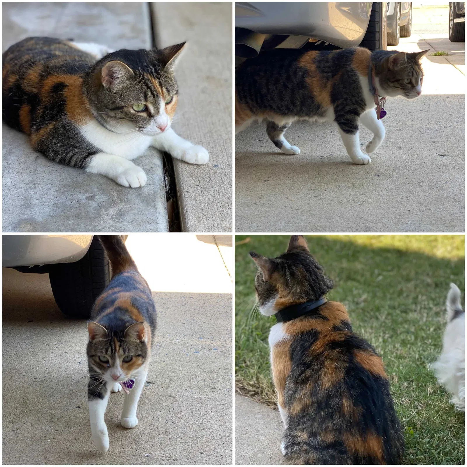 Lost cat in Vilonia, AR, 72173