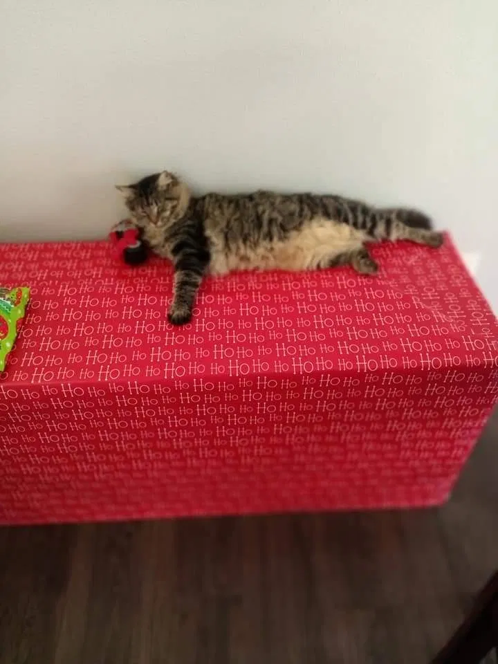 Lost cat in Melbourne, FL, 32935