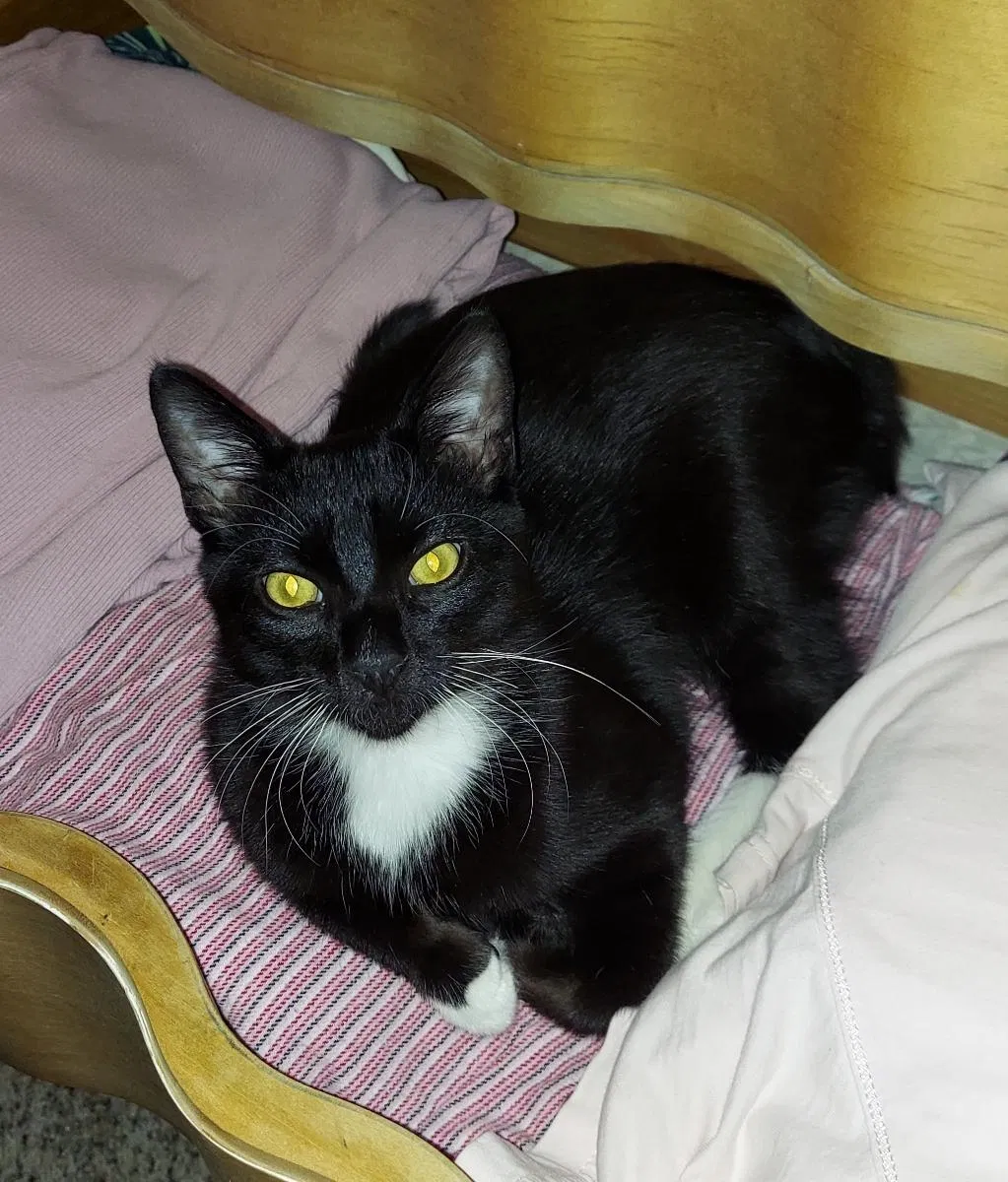 Lost cat in Chandler, AZ, 85246