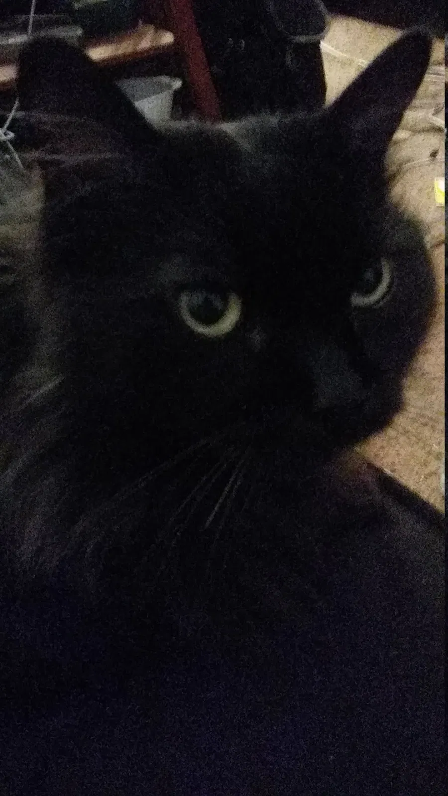 Lost cat in Manchester, NH, 3102
