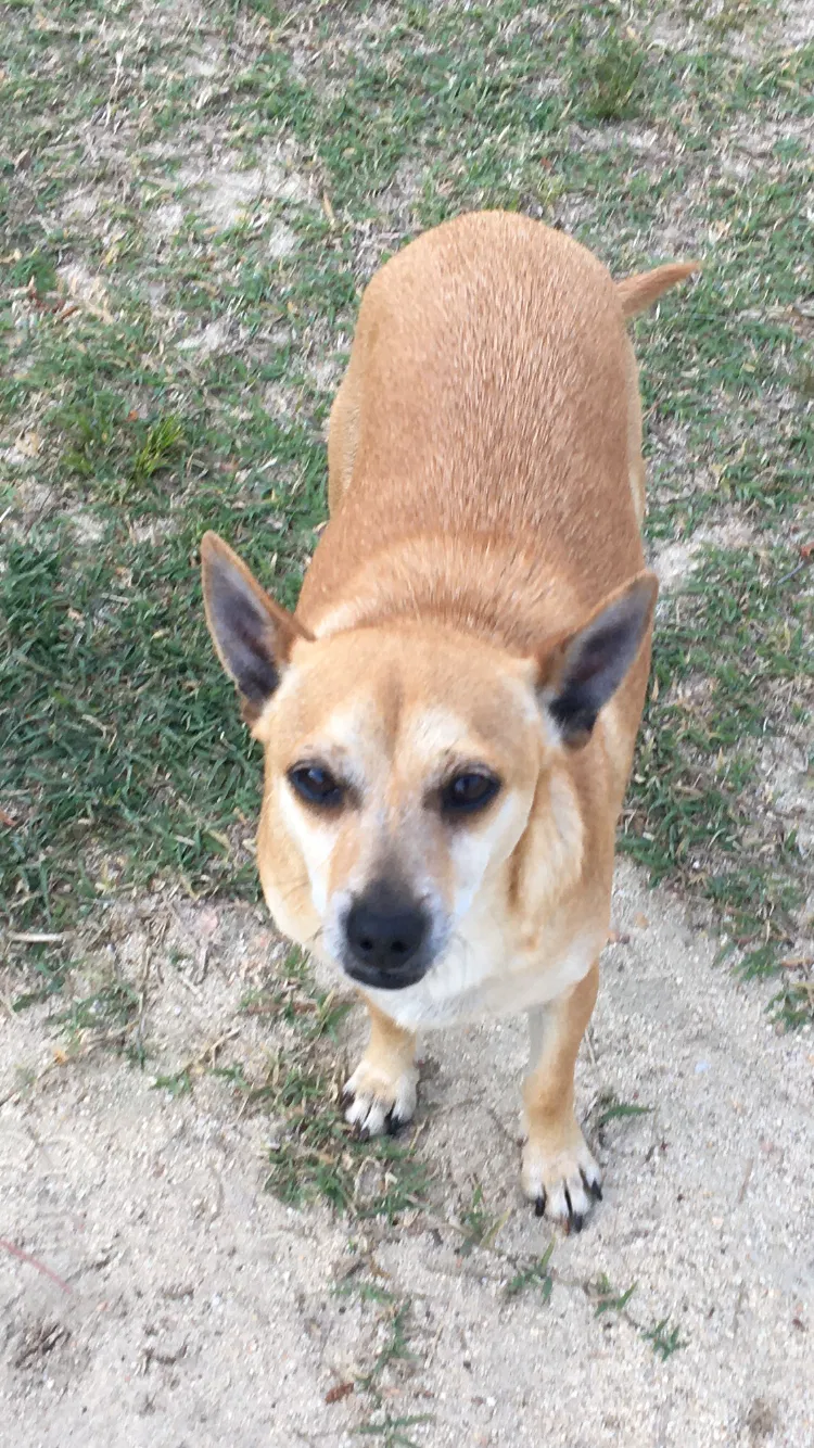 Lost dog in Lexington, SC, 29073