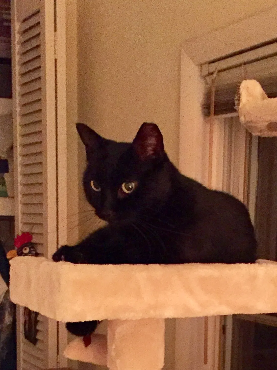 Lost cat in Saint Petersburg, FL, 33705