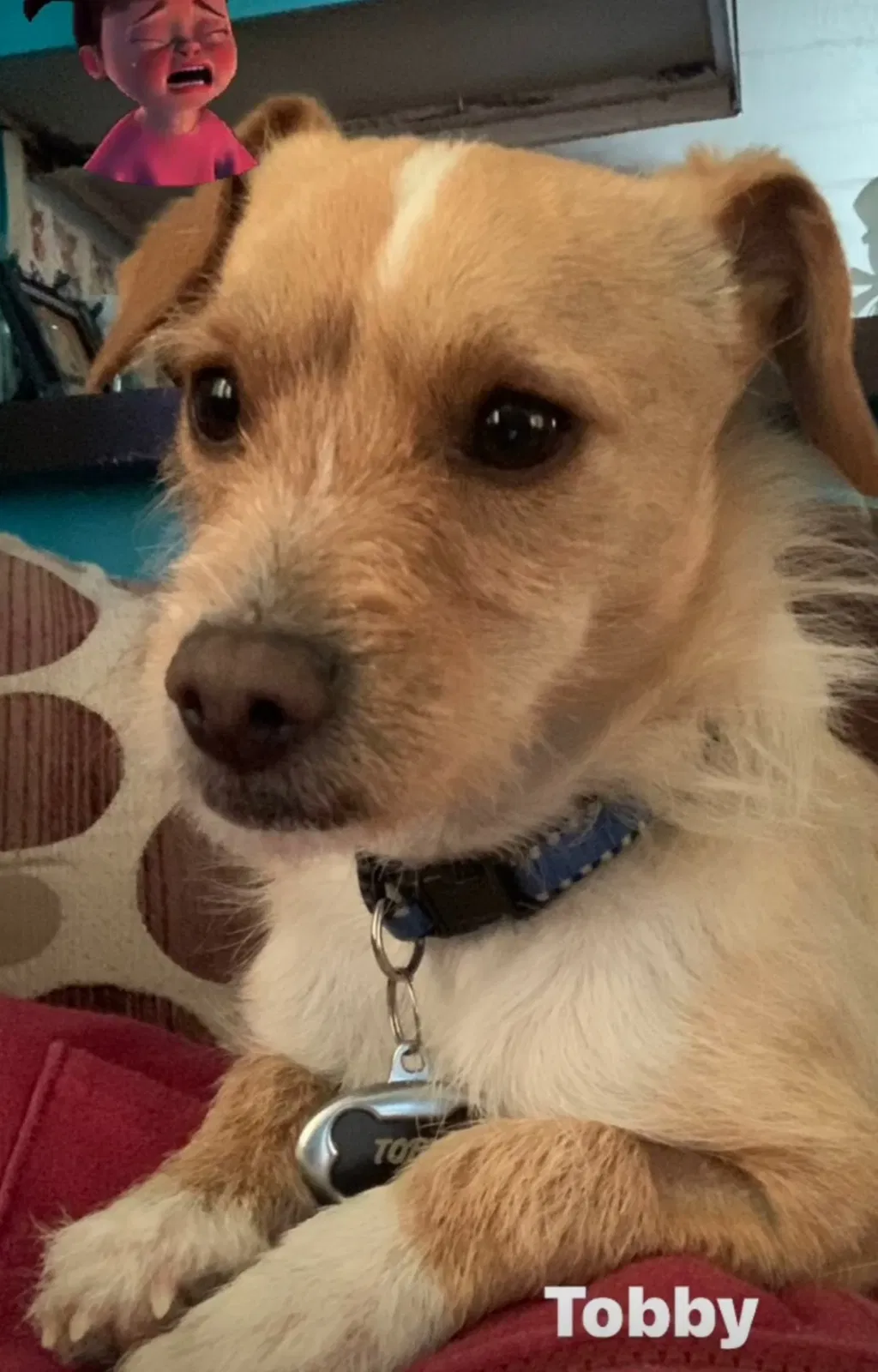 Lost dog in Albuquerque, NM, 87123