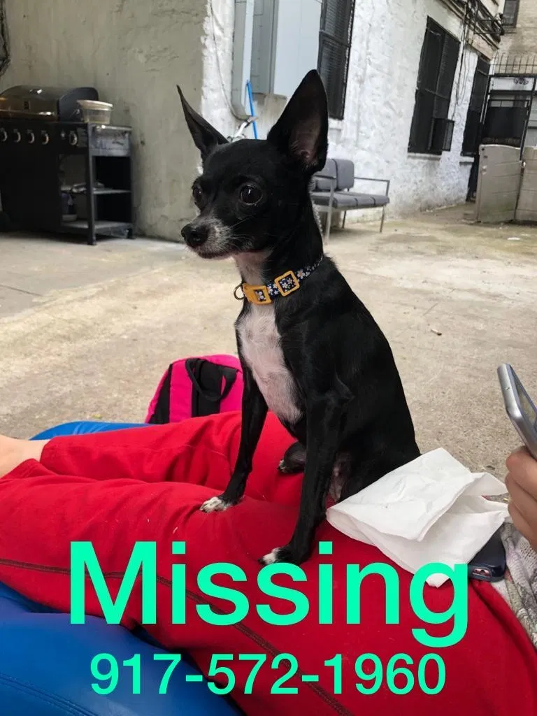 Lost dog in Winston Salem, NC, 27105