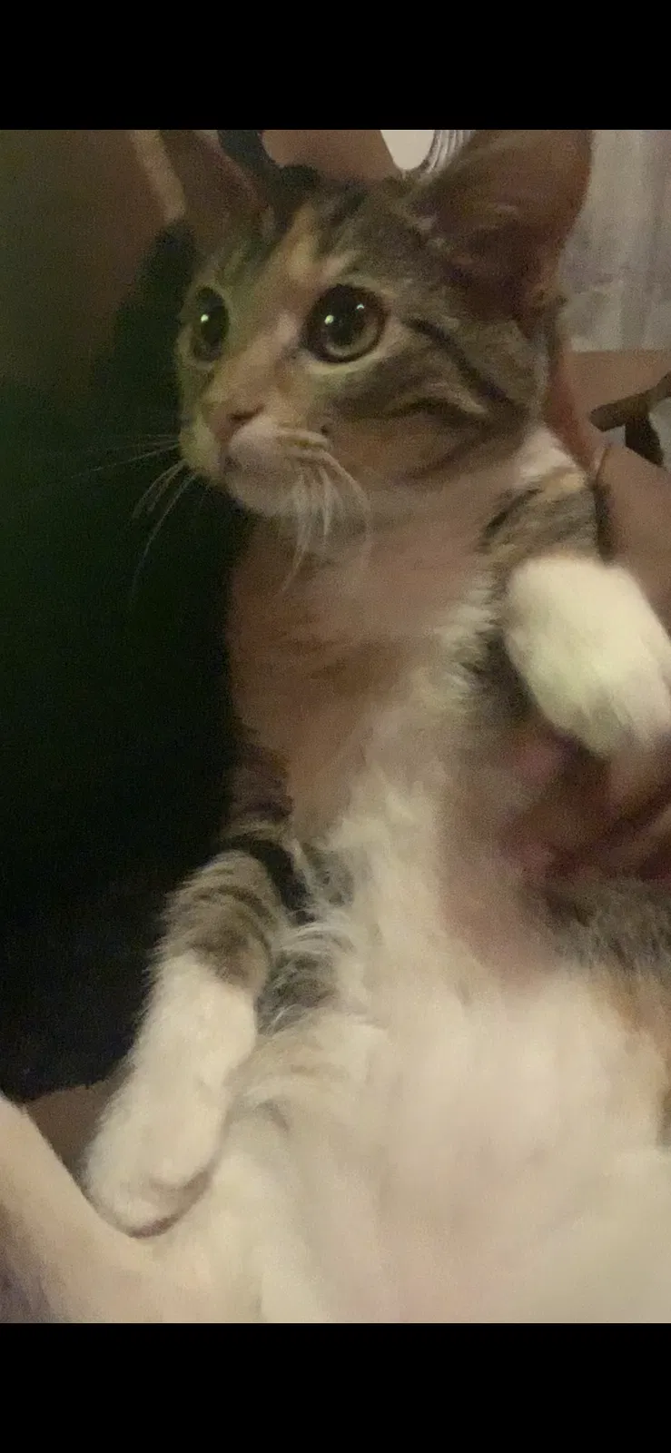 Lost cat in Milwaukee, WI, 53208