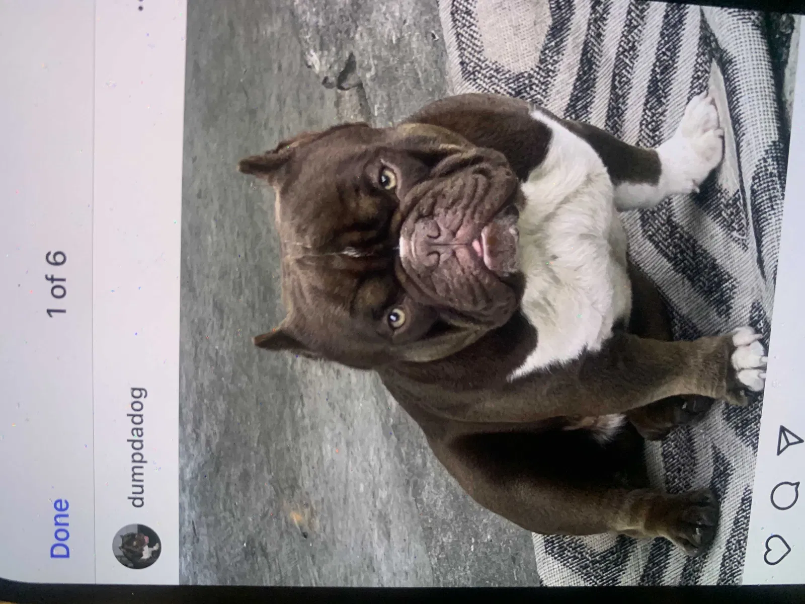 Lost dog in Baton Rouge, LA, 70816