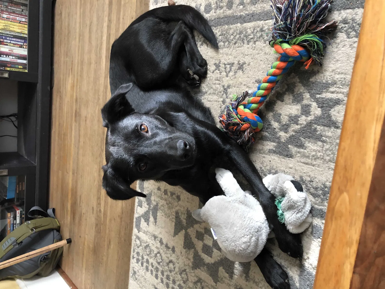 Lost dog in Rochester, NY, 14620