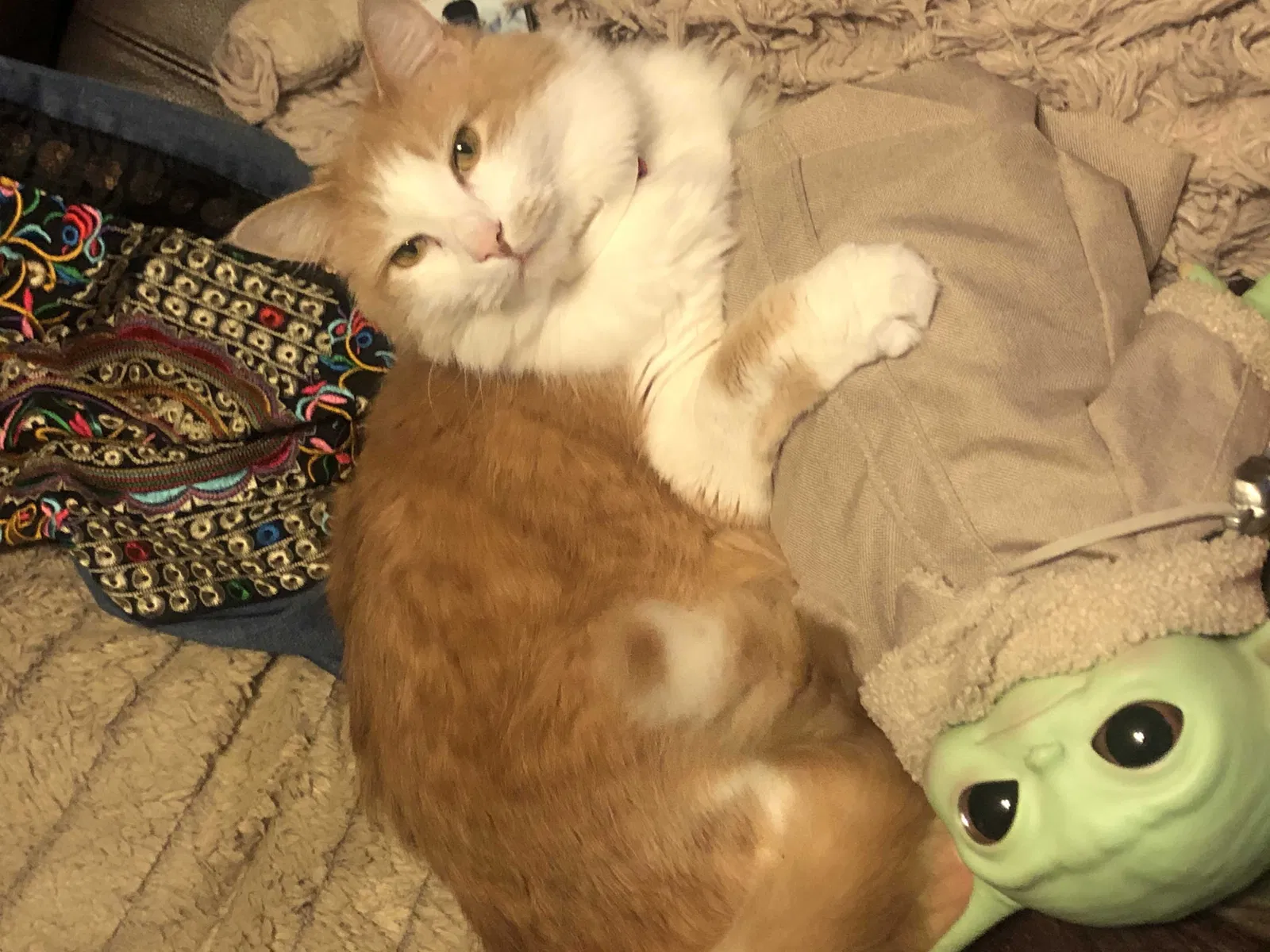 Lost cat in Lawrenceville, GA, 30045