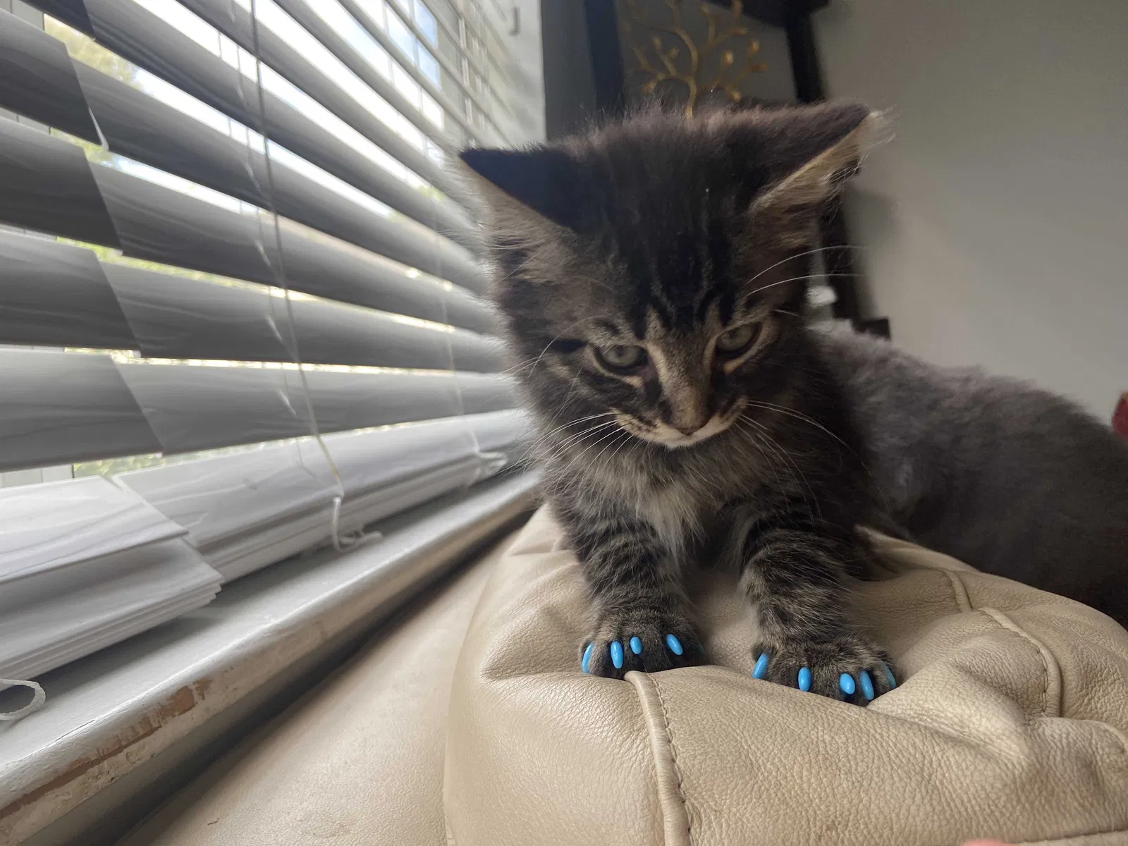 Lost cat in Charleston, SC, 29406