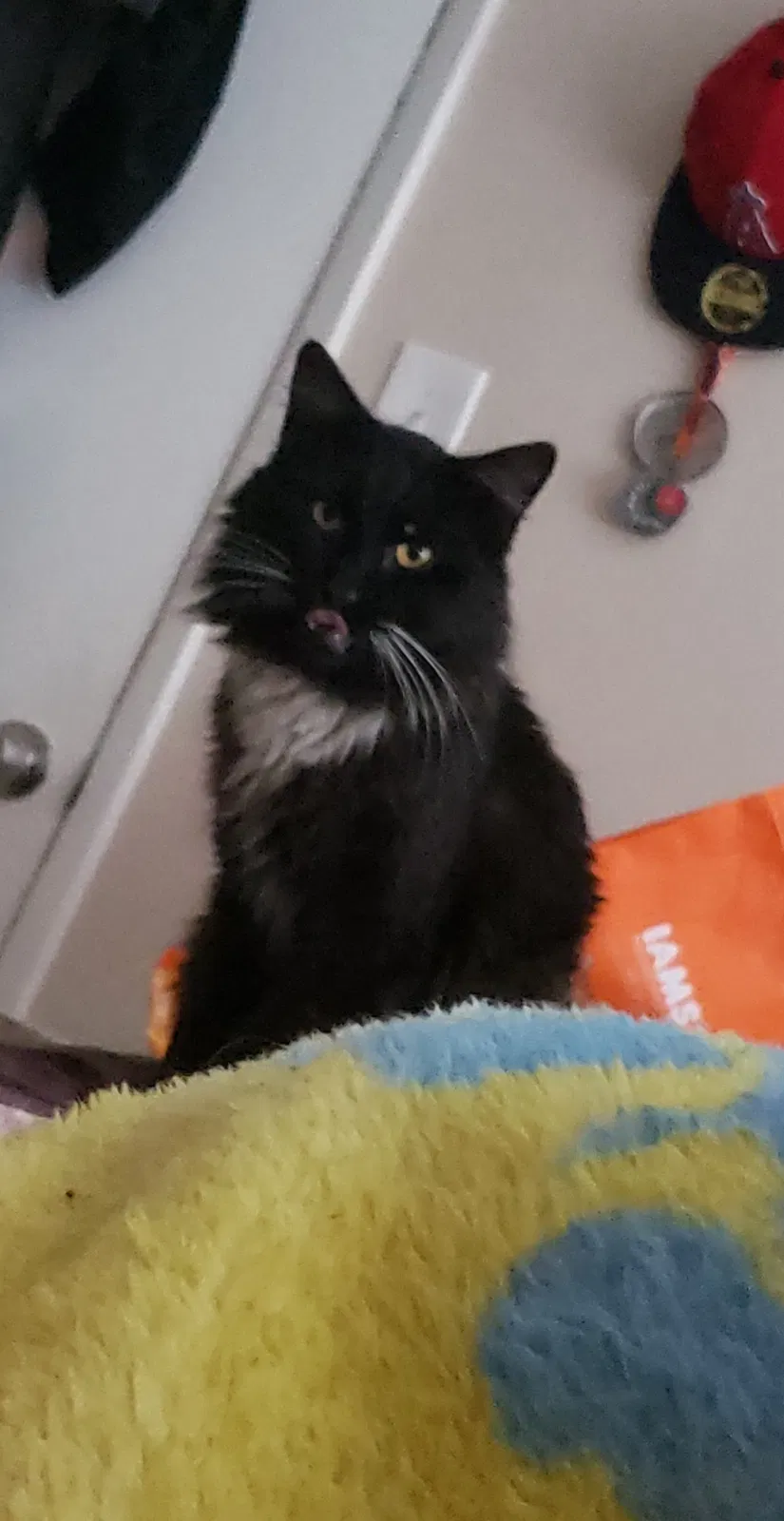 Lost cat in Whittier, CA, 90605