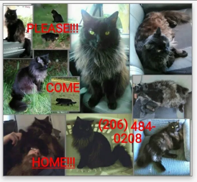 Lost cat in Wilsonville, OR, 97070