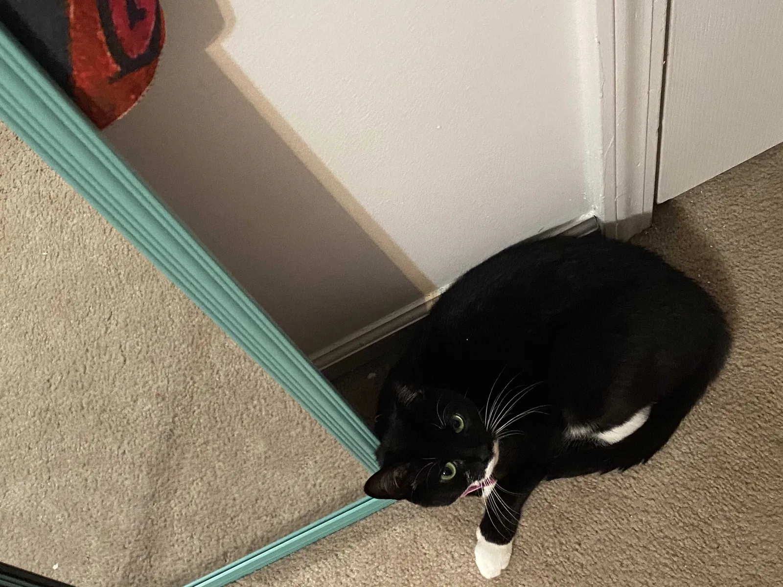 Lost cat in Douglasville, GA, 30134