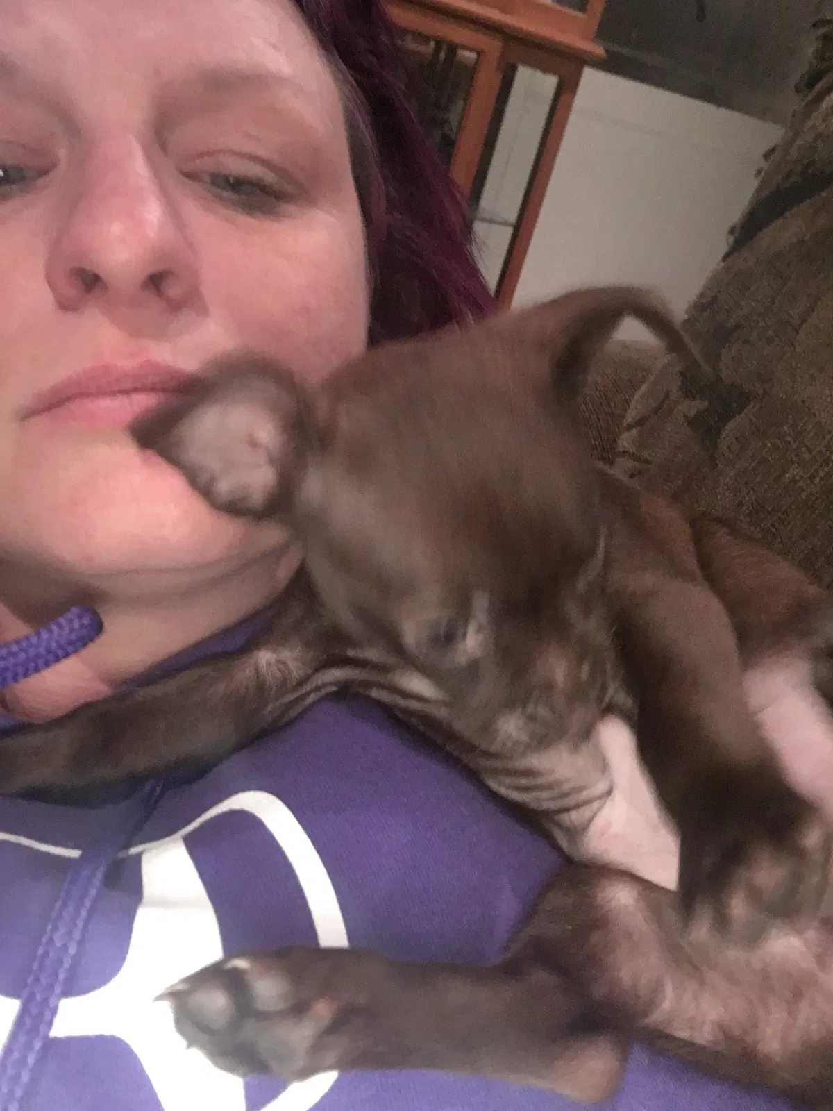 Lost dog in Colorado Springs, CO, 80909