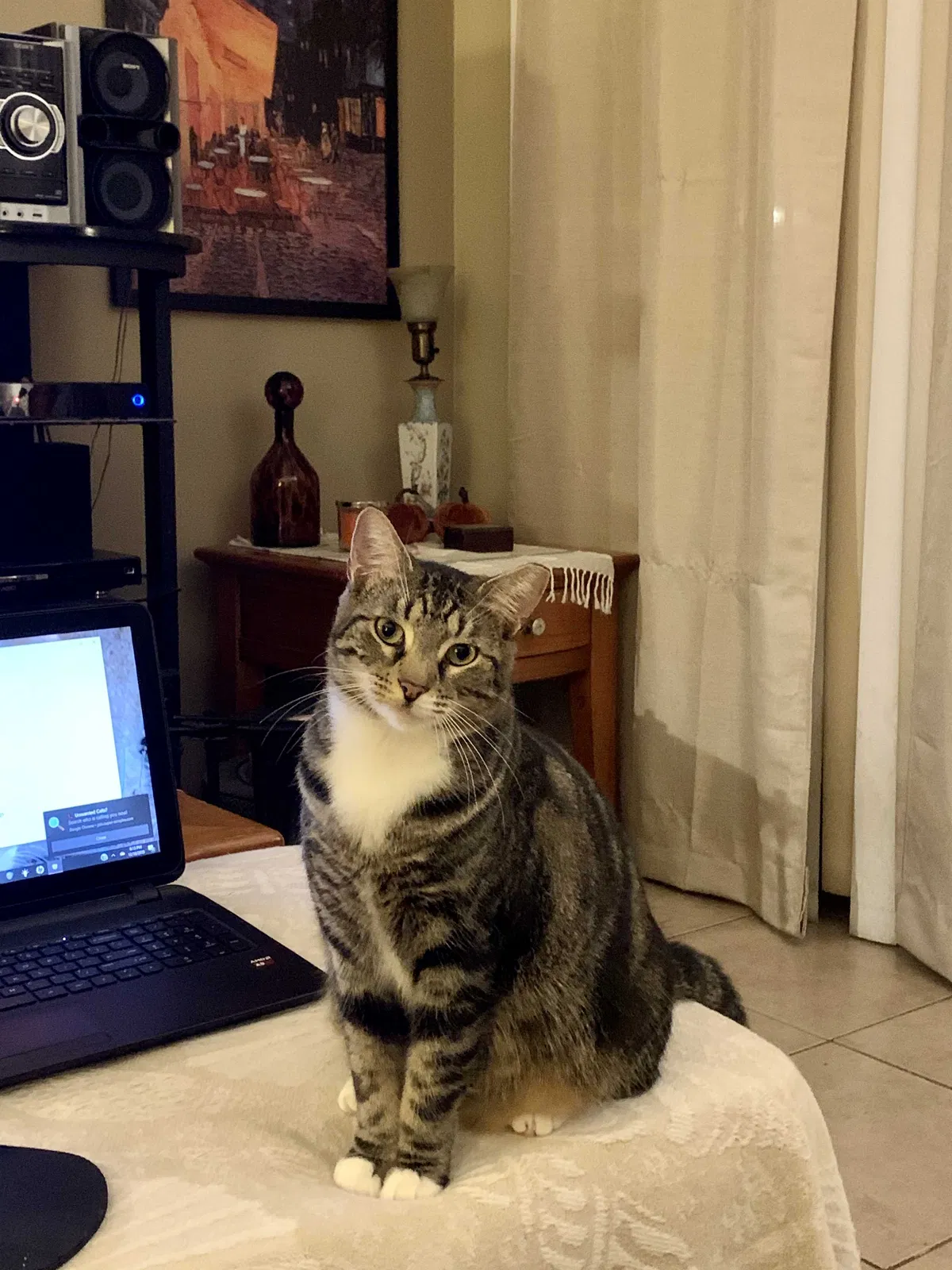 Lost cat in Miami, FL, 33193