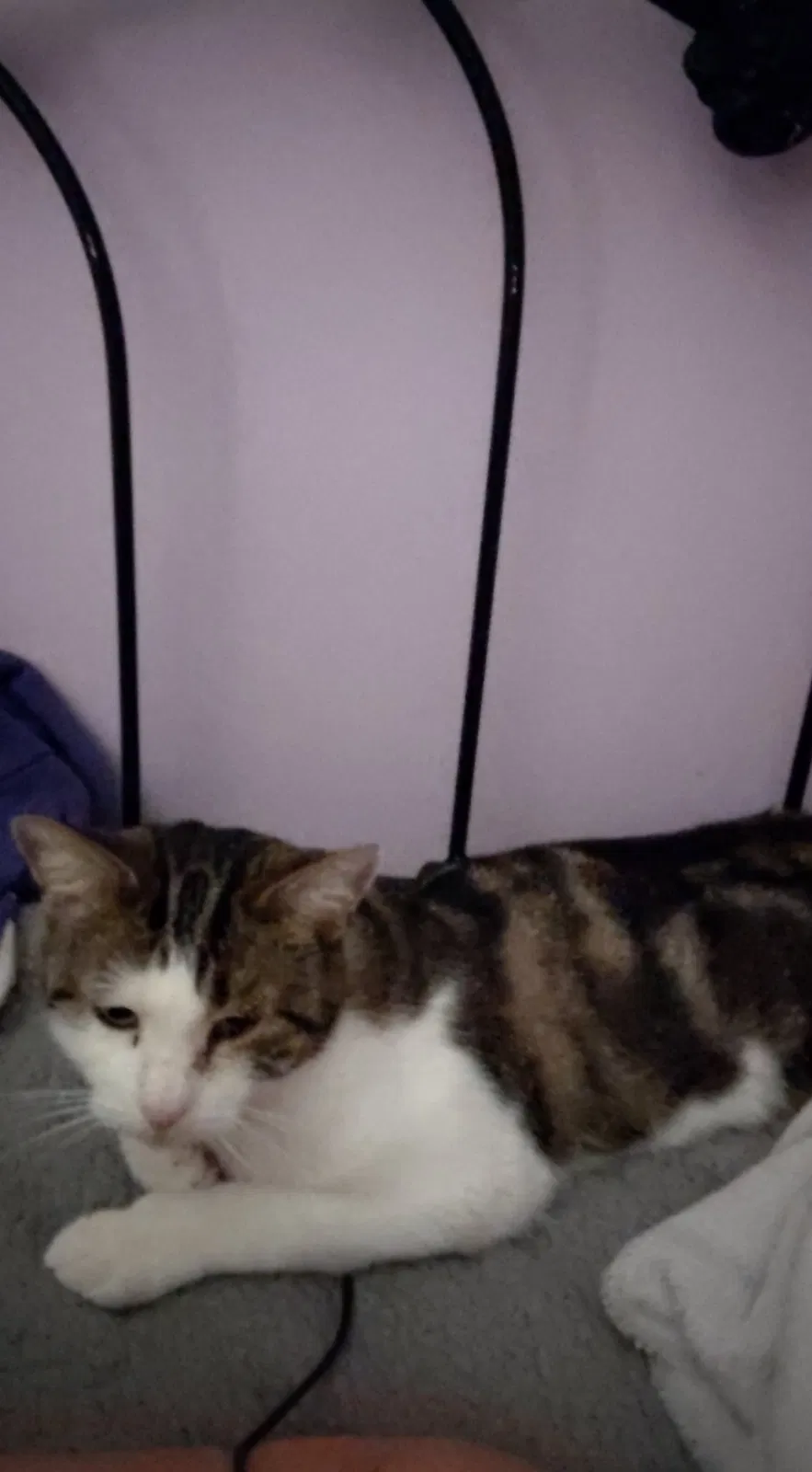 Lost cat in Andover, MN, 55304