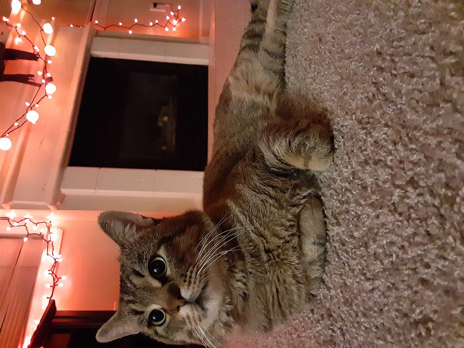 Lost cat in Englewood, CO, 80112