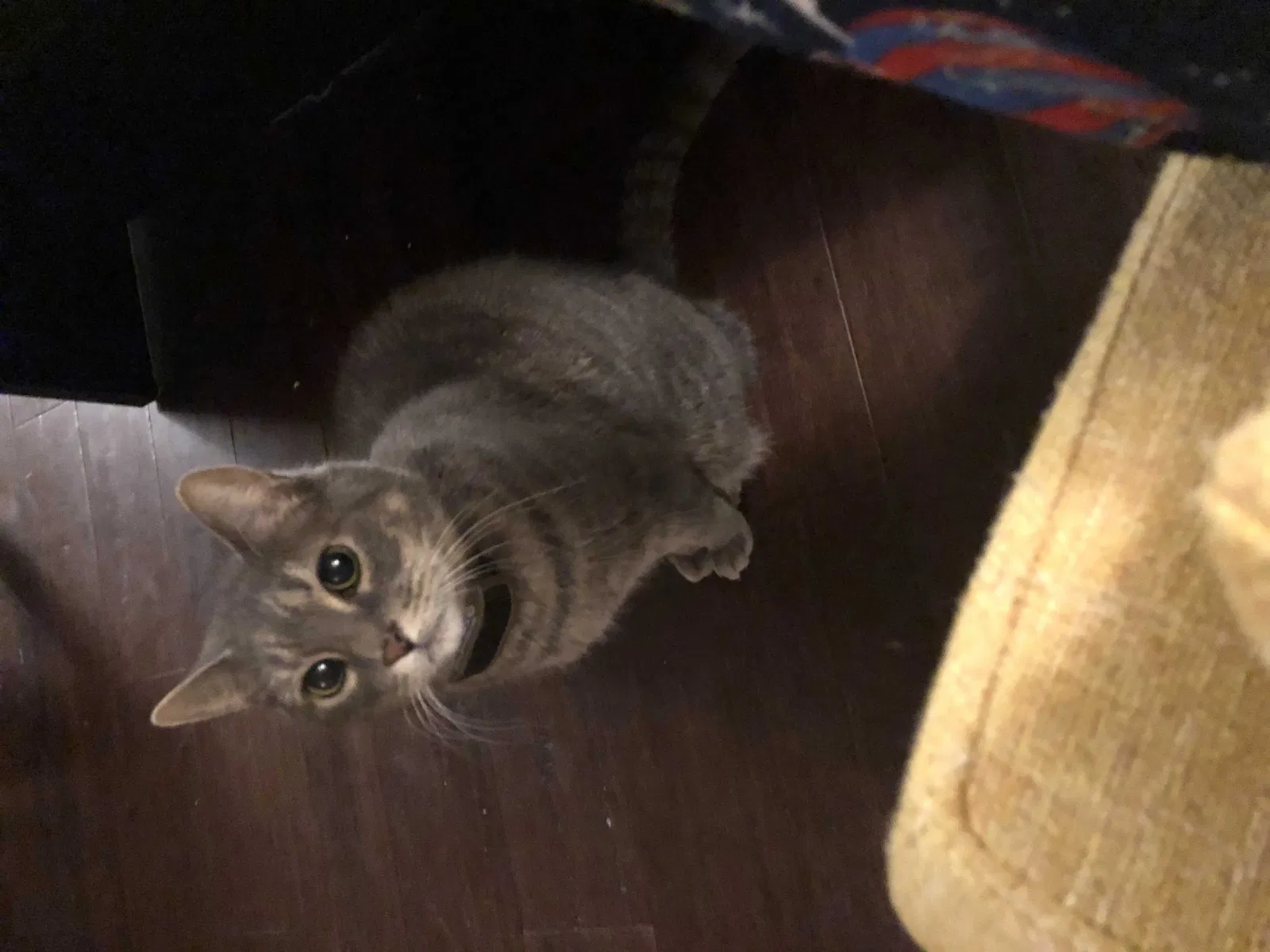 Lost cat in Charlotte, NC, 28277