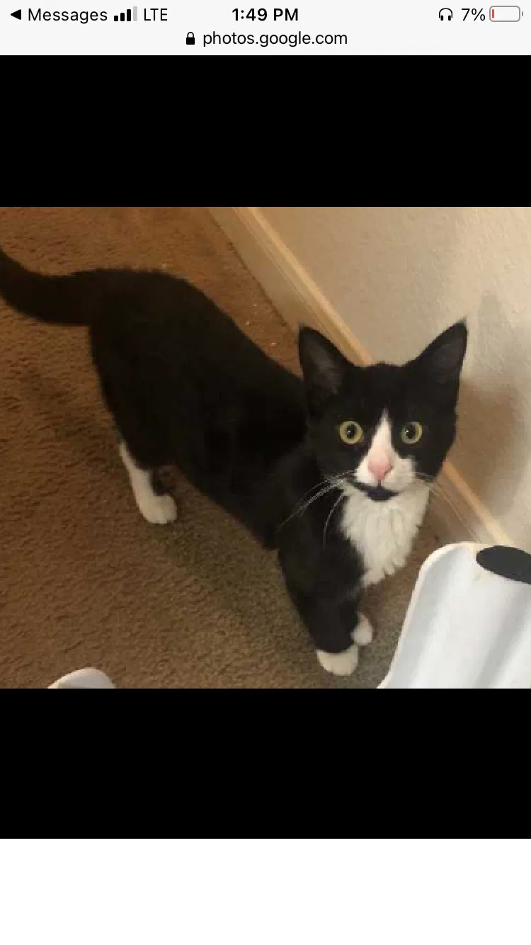 Lost cat in Milford, OH, 45150