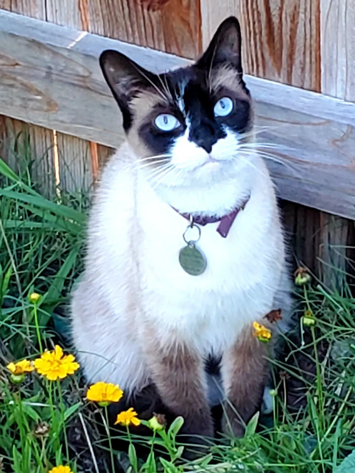 Lost cat in Carmichael, CA, 95608