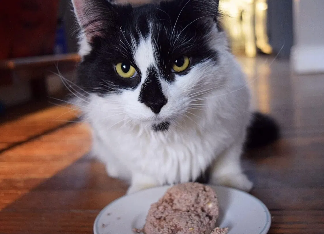 Lost cat in Grove City, OH, 43123